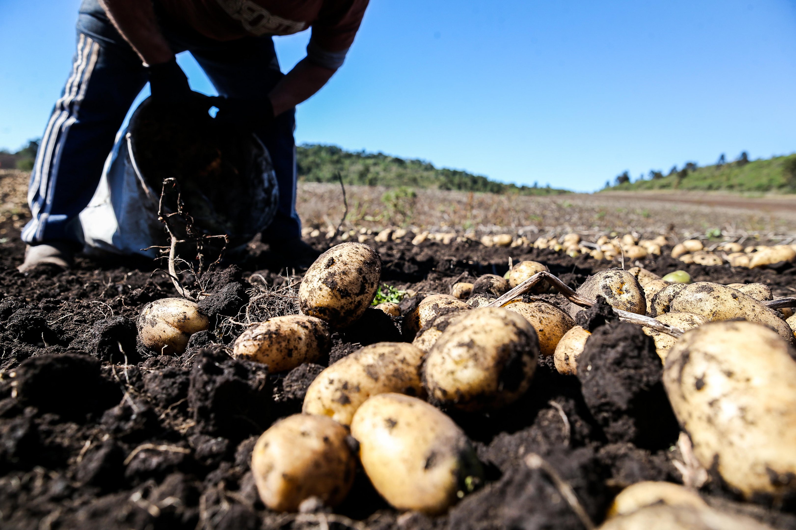 Maior produtor de batata no RS, São Francisco de Paula abre nesta sexta-feira festival de pratos gastronômicos com o alimento