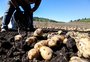 Saiba mais sobre o cultivo da batata em São Francisco de Paula, município que é o maior produtor no RS; festival gastronômico começa nesta sexta