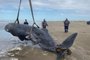 Uma baleia cachalote juvenil apareceu morta na Praia do Cassino, em Rio Grande, nesta terça-feira (9). O animal, de cerca de seis metros, havia encalhado ainda vivo na praia na tarde de segunda-feira, chegou a ser devolvido ao mar, mas não resistiu.<!-- NICAID(15170587) -->