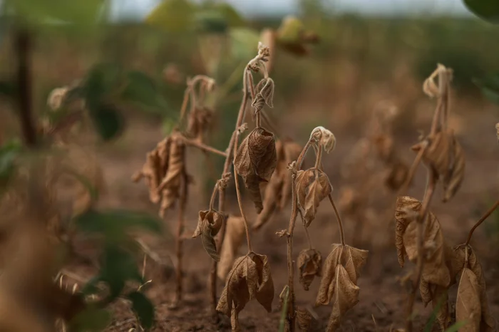 Renan Mattos / Agencia RBS Renan Mattos / Agencia RBS