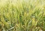 RS mais perto de colher uma supersafra de trigo, aponta a Emater