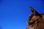ROLANTE, RS, BRASIL, 29-09-2015: Reportagem para o Campo e Lavoura sobre os casos de mormo no Estado, doença que ataca cavalos e pode ser transmitida a humanos. Em Rolante foi confirmado o primeiro caso de mormo no Estado. (Foto: Carlos Macedo/Agência RBS)<!-- NICAID(11720905) -->