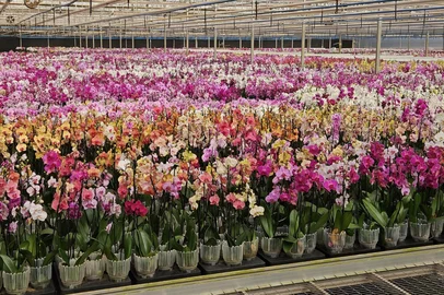 Expectativa de venda de flores no Dia das Mães<!-- NICAID(16032977) -->