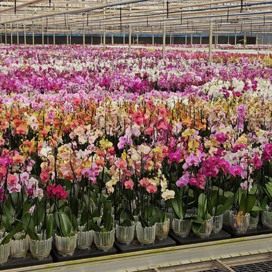Expectativa de venda de flores no Dia das Mães<!-- NICAID(16032977) -->