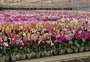 Afetadas pela enchente, produção e venda de flores devem "desabrochar" neste Dia das Mães