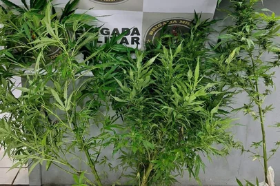 Homem é preso com plantação caseira de maconha em Fontoura Xavier<!-- NICAID(15931065) -->
