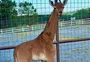 FOTOS: girafa nasce sem nenhuma mancha em zoológico dos EUA