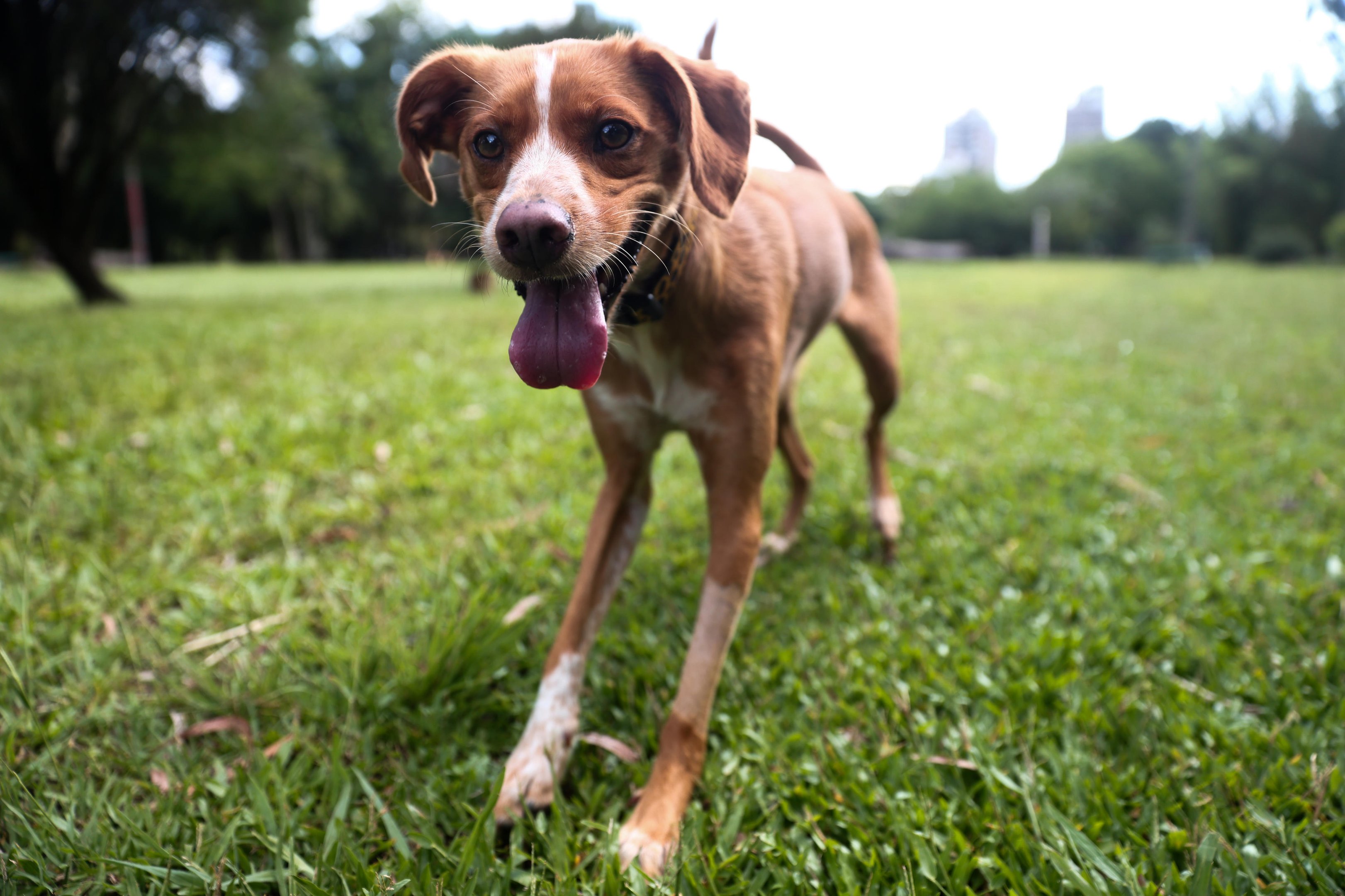 De filhote abandonado a artista de televisão : conheça Tofu , vira - lata que é a estrela do telefilme  Caju , Meu Amigo  