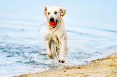 Um cachorro correndo na praia. Foto: Happy monkey / stock.adobe.comFonte: 163532024<!-- NICAID(15331811) -->