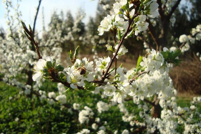 Associação Gaúcha de Produtores de Maçã / Divulgação Associação Gaúcha de Produtores de Maçã / Divulgação