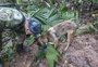 Crianças indígenas perdidas na selva colombiana há quase um mês estão vivas, dizem autoridades