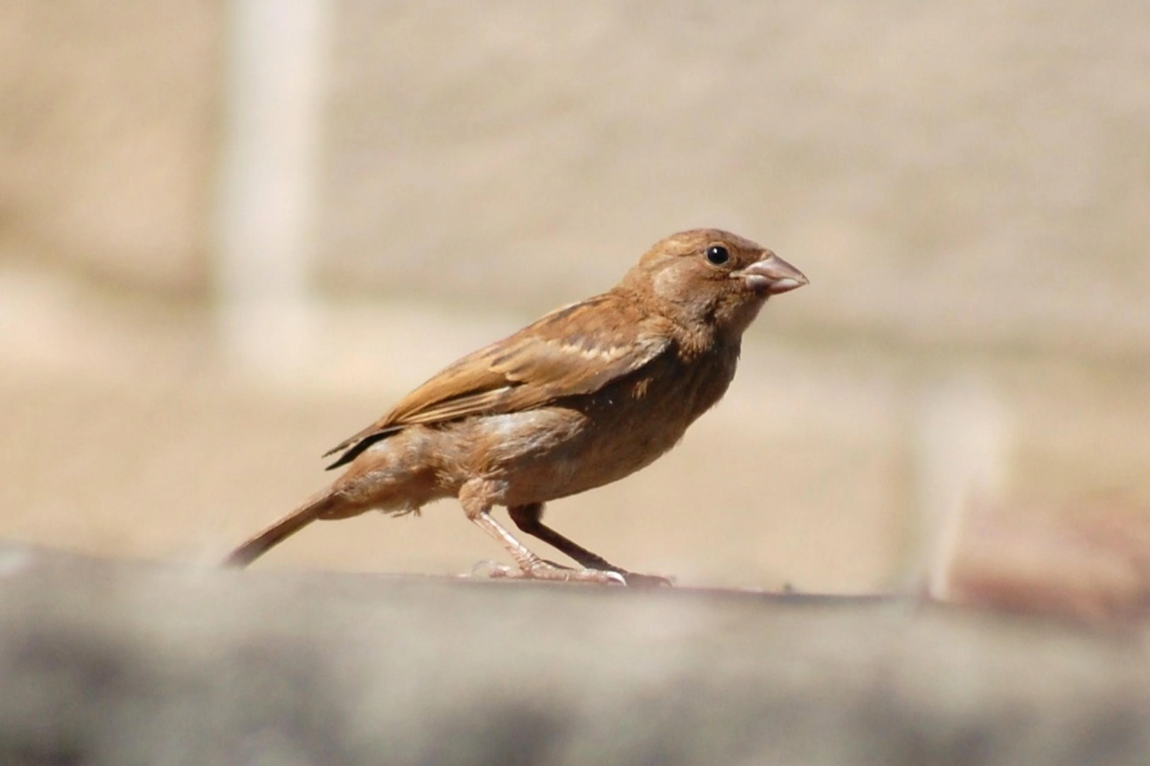 Reprodução/Terra das Aves