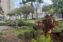 Vento forte provoca estragos na Praça Dante Alighieri, em Caxias <!-- NICAID(15529495) -->