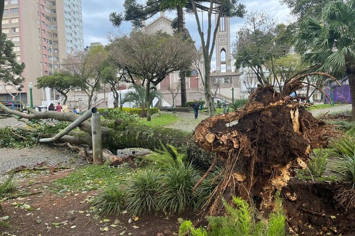 FOTOS: vento provoca queda de árvores, falta de energia elétrica e