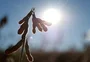 O que os primeiros números da Emater dizem sobre a safra de verão do RS