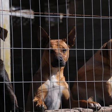 CAXIAS DO SUL, RS, BRASIL, 28/04/2020 - Em alguns lugares, durante período de distanciamento social, houve aumento de adoção de animais. O canil municipal cuida de mais de 700 animais que estão para adoção. (Marcelo Casagrande/Agência RBS)<!-- NICAID(14487675) -->
