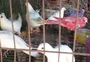 Responsáveis por animais engaiolados em circo em Nova Petrópolis devem responder por maus-tratos