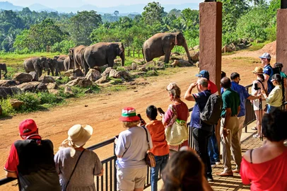 Tourists look at elephants at the Pinnawala Elephant Orphanage in Pinnawala on February 16, 2025. Sri Lanka's main elephant orphanage marked its 50th anniversary on February 16, with a fruit feast for the 68 jumbos at the showpiece centre, reputedly the world's first care home for destitute pachyderms. (Photo by Ishara S. KODIKARA / AFP)Editoria: HUMLocal: PinnawalaIndexador: ISHARA S. KODIKARASecao: animalFonte: AFPFotógrafo: STR<!-- NICAID(15980683) -->