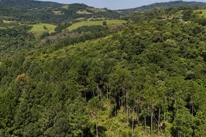 GRAVATAÍ, RS, BRASIL, 05-02-2026: A Sema abriu consulta pública para criação da Reserva Particular do Patrimônio Natural (RPPN) Sítio Miguelina, localizada no distrito de Morungava, em Gravataí. A área, com pouco mais de 16 hectares, pertence à empresa Pery M. Coelho. Foto: Jonathan Heckler/Agência RBSLocal: GravataÃ­<!-- NICAID(16219824) -->