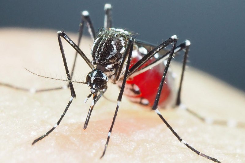 This handout photo taken on July 14, 2018 and received on January 6, 2023 courtesy of Shinji Kasai, the director of the Department of Medical Entomology at the National Institute of Infectious Diseases in Tokyo, shows an Aedes aegypti mosquito at their laboratory. - Mosquitoes that transmit dengue and other viruses have evolved growing resistance to insecticides in parts of Asia, and novel ways to control them are desperately needed, new research warns. By examining mosquitoes from several Asian countries, and Ghana, Japanese scientist Shinji Kasai found a series of mutations allows the Aedes aegypti mosquito to survive pyrethroid-based chemicals like the popular permethrin. (Photo by SHINJI KASAI / Courtesy of Shinji Kasai / AFP) / -----EDITORS NOTE --- RESTRICTED TO EDITORIAL USE - MANDATORY CREDIT "AFP PHOTO / Courtesy of Shinji KASAI" - NO MARKETING - NO ADVERTISING CAMPAIGNS - DISTRIBUTED AS A SERVICE TO CLIENTSEditoria: HTHLocal: TokyoIndexador: SHINJI KASAISecao: diseaseFonte: Courtesy of Shinji KasaiFotógrafo: Handout<!-- NICAID(15318672) -->