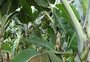 Bananas, liberdade e independência
