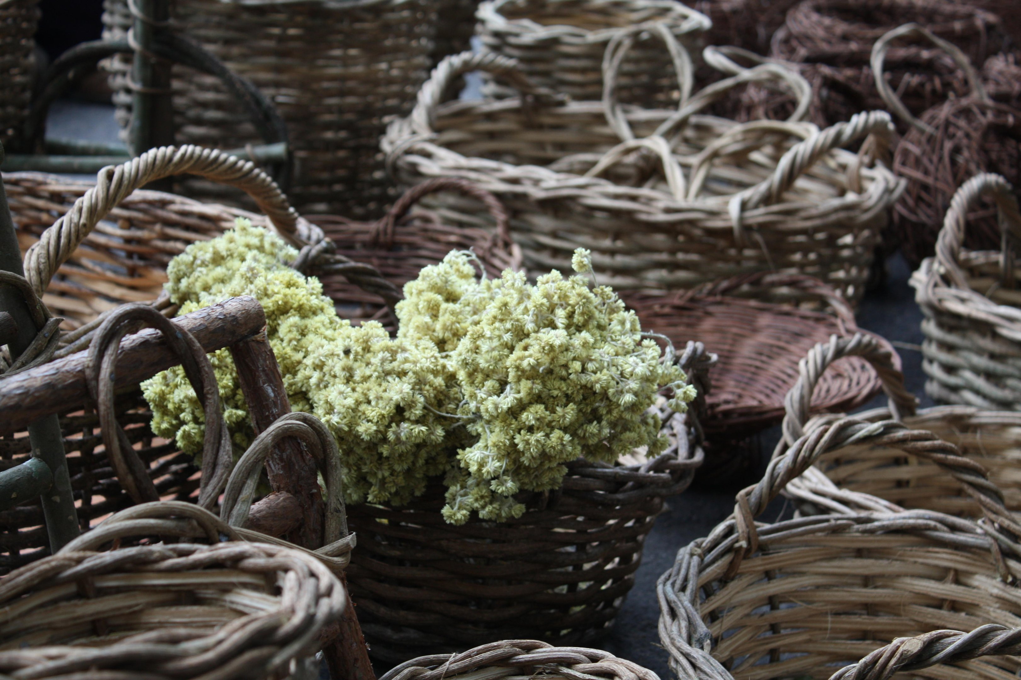 Tradi&ccedil;&atilde;o da Sexta-Feira Santa, colheita da marcela fica cada vez mais rara no Estado