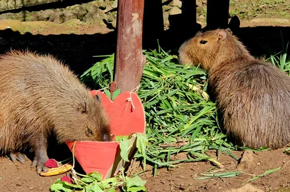 Celebrando as comemorações temáticas de Festa Junina, os animais do Gramadozoo estão participando de atividades de enriquecimento ambiental.<!-- NICAID(16057979) -->