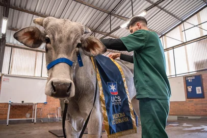 O boi Valente, adotado pela Universidade de Caxias do Sul e tratado pelo setor de grandes animais do Instituto Hospitalar Veterinário (IHVET/UCS) após as enchentes em setembro de 2023 no Rio Grande do Sul, vai mostrar a superação e a evolução da tecnologia na saúde animal na maior feira agropecuária a céu aberto da América Latina, a Expointer, que ocorre até o próximo domingo, dia 7, em Esteio (RS).<!-- NICAID(16117207) -->