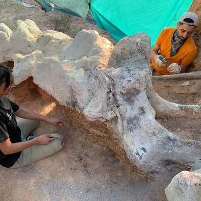 Paleontólogos espanhóis e portugueses encontraram no terreno de uma casa na cidade portuguesa de Pombal um dos maiores fósseis de dinossauro já descobertos na Europa. Os restos mortais pertenciam a um gigante pré-histórico do grupo saurópode.<!-- NICAID(15196895) -->