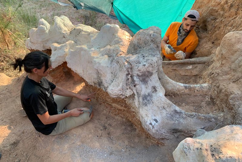 Paleontólogos espanhóis e portugueses encontraram no terreno de uma casa na cidade portuguesa de Pombal um dos maiores fósseis de dinossauro já descobertos na Europa. Os restos mortais pertenciam a um gigante pré-histórico do grupo saurópode.<!-- NICAID(15196895) -->