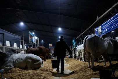Jonathan Heckler / Grupo RBS ESTEIO, RS, BRASIL, 03-09-2026: A noite no parque de exposições Assis Brasil durante a Expointer se divide entre o agito das festas, o trabalho de manutenção dos animais e especialmente a vigia dos cabanheiros que viram a noite no manejo das baias e cuidados com os bichos. Foto: Jonathan Heckler/Grupo RBS<!-- NICAID(16358858) -->