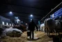 Olho nos animais, "boia de sal" e festa: como é a noite de quem fica na Expointer depois que os portões fecham
