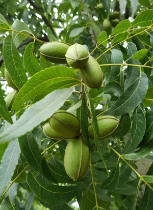 Demian Segatto / Arquivo Pessoal Demian Segatto / Arquivo Pessoal