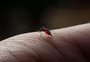 Com duas mortes confirmadas, município de Santa Catarina enfrenta surto de chikungunya; conheça os sintomas