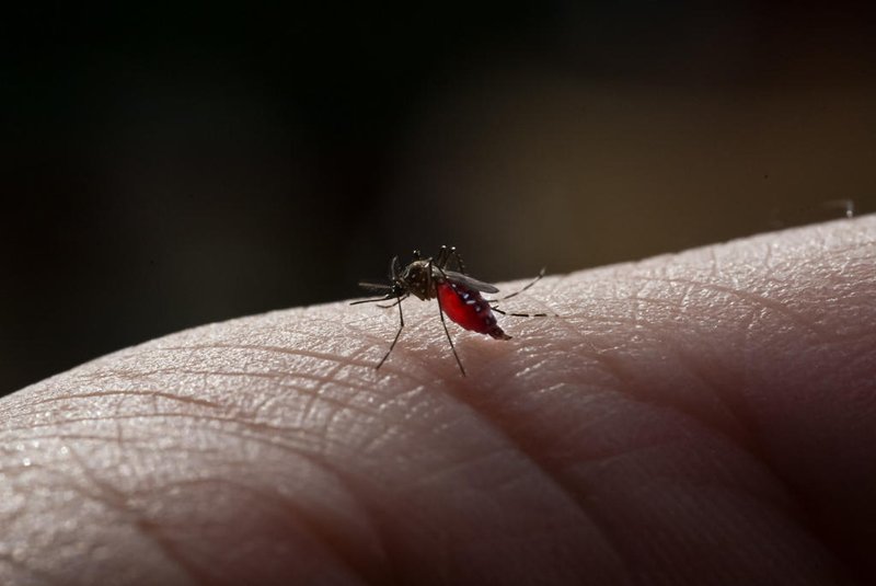 Mosquito, dengue. Foto: arcyto / stock.adobe.comIndexador: KOMSAN_ARCYTOFonte: 517822555<!-- NICAID(15167645) -->