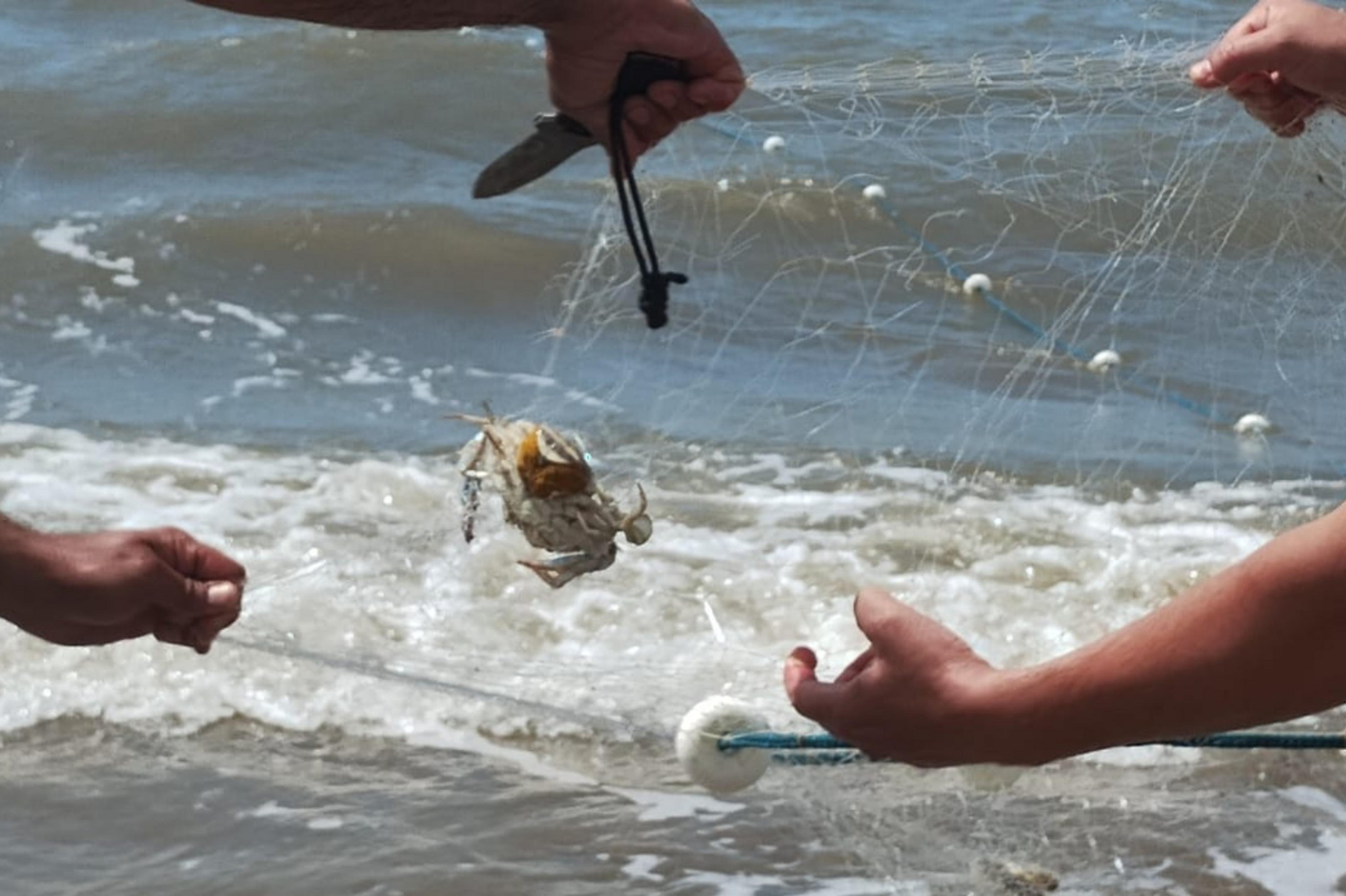 Rede usada na pesca ilegal de siri-azul &eacute; apreendida na Praia do Cassino