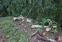 Polícia ambiental apura derrubada de árvores no Rally de Erechim