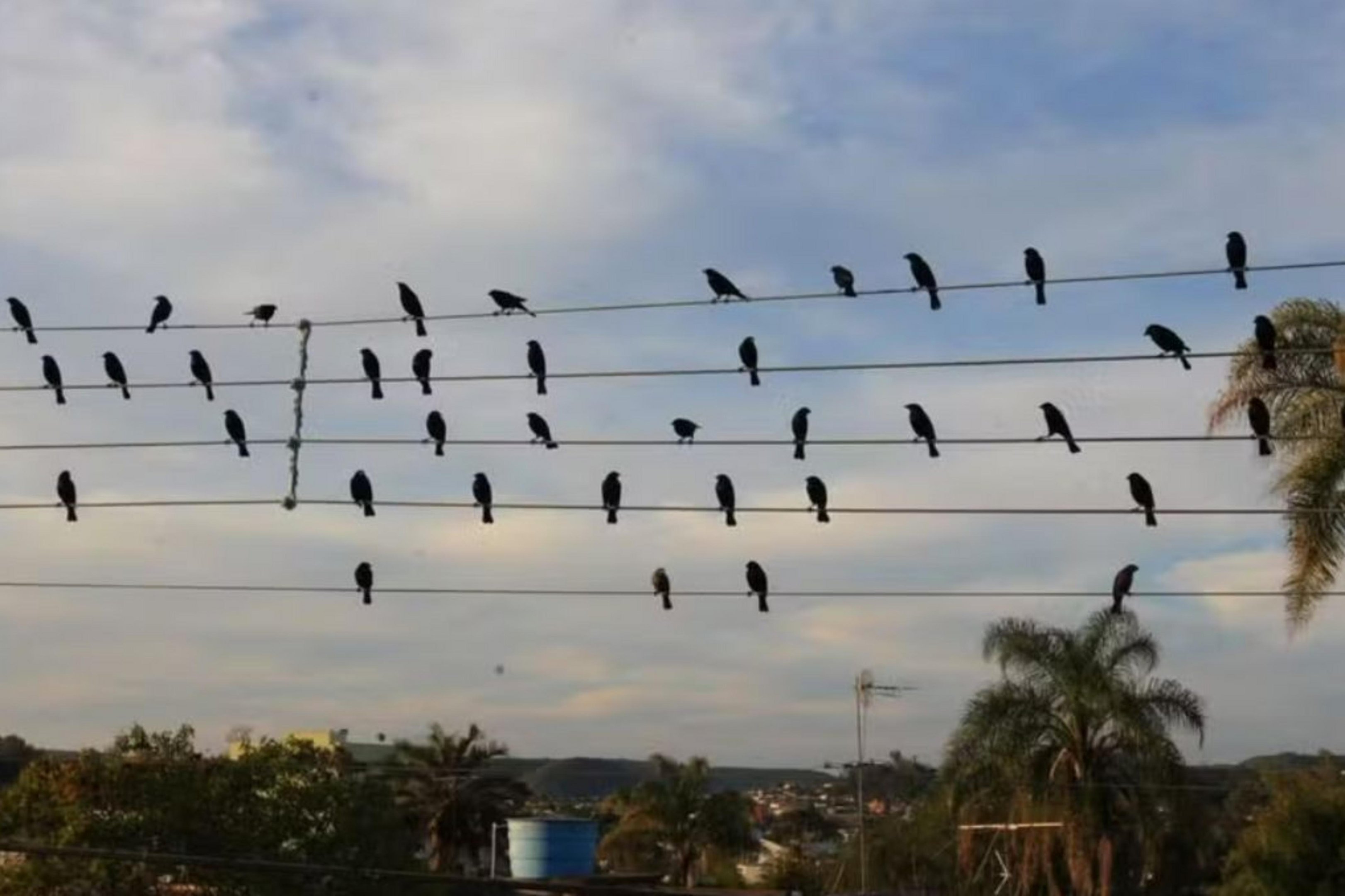 Foto de pássaros em fios tirada por gaúcho vira sinfonia e vence Leão de Ouro em Cannes