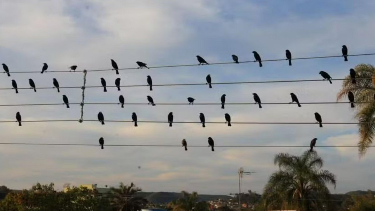 Foto de pássaros em fios tirada por gaúcho vira sinfonia e vence Leão de Ouro em Cannes
