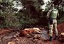 Polícia flagra descarte irregular de animais mortos no interior de Água Santa