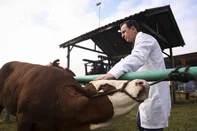 ESTEIO, RS, BRASIL, 24-08-2026: Chegada dos primeiros animais que participarão da 49ª Expointer, no Parque Estadual de Exposições Assis Brasil, em Esteio. Equipes da Secretaria da Agricultura, Pecuária, Produção Sustentável e Irrigação (Seapi) realizarão atividades de inspeção clínica para garantir a sanidade dos rebanhos da feira. Foto: Bruno Todeschini/Grupo RBS<!-- NICAID(16351521) -->