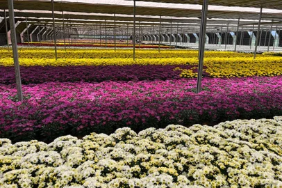 Venda de flores para Finados aumenta 6% e crescem novas formas de homenagens<!-- NICAID(15904089) -->