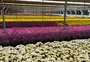 Venda de flores para os Finados deve crescer entre 6% e 7% neste ano