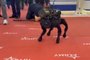 Protótipo de cão robô construído pela empresa russa Intellect Machine. O dispositivo pode ser utilizado para fins militares e atividades civis, como de socorro às vítimas.Tecnologia foi apresentada ao público durante o fórum militar Army-22.<!-- NICAID(15177793) -->