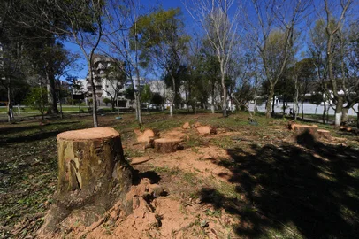 CAXIAS DO SUL, RS, BRASIL, 04/10/2022. Corte de árvores no Parque Jardim América, em Caxias do Sul. (Bruno Todeschini/Agência RBS)<!-- NICAID(15225955) -->