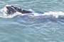 Uma baleia franca foi vista na praia do Cassino, em Rio Grande, no Sul do RS, na tarde deste sábado (1º). A espécie foi encontrada próximo aos moles, há cerca de 3 km da praia. As imagens foram registradas pelo projeto Botos da Lagoa dos Patos, que gravou as cenas com um drone .<!-- NICAID(15472542) -->