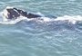 VÍDEO: baleia-franca é vista na Praia do Cassino, em Rio Grande
