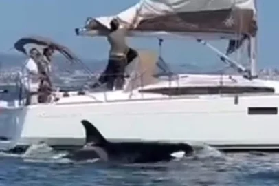 Um grupo de orcas "naufragou" um veleiro em Portugal no sábado (13). A embarcação que navegava na Costa de Caparica, na região metropolitana de Lisboa, afundou após ser atingida diversas vezes pelos animais. Veja o vídeo abaixo.<!-- NICAID(16125945) -->