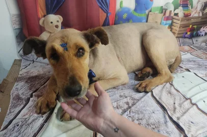 **A PEDIDO DE LETÍCIA MENDES**12/10/2021 - IVOTI / RS - Cão Bernardão resgatado por Marciano Persson, em Ivoti. É um dos cães comunitários de Capela de Santana, que estava desaparecido. FOTO: Marciano Persson / Arquivo Pessoal.<!-- NICAID(14913172) -->