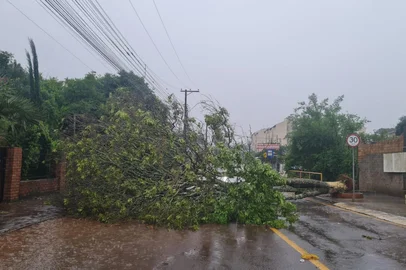 Ciclone causa queda de árvore em Passo Fundo<!-- NICAID(16163066) -->